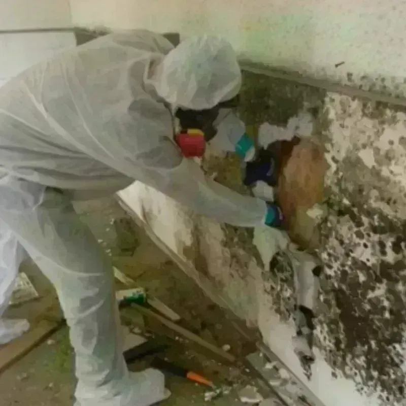 Mold Remediation and Removal in Piqua, OH